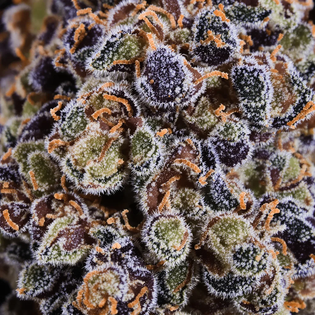 Pokie Cannabispflanze in der Blütephase — 90-130 cm feminisiert