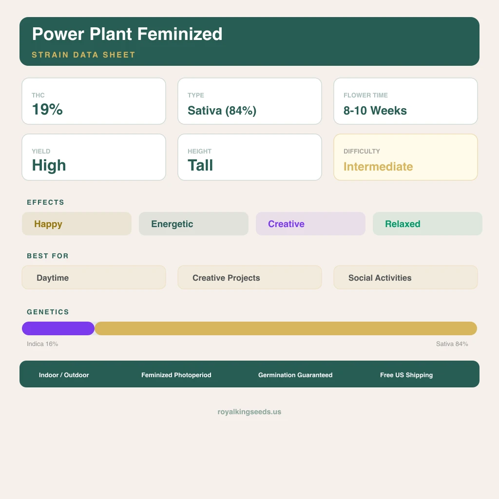 Power Plant 16% Indica / 84% Sativa — Blüte mit sichtbaren Trichomen