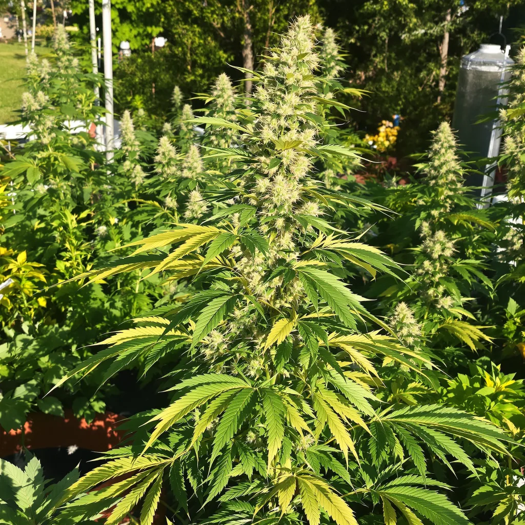Power Plant 16% Indica / 84% Sativa — Blüte mit sichtbaren Trichomen