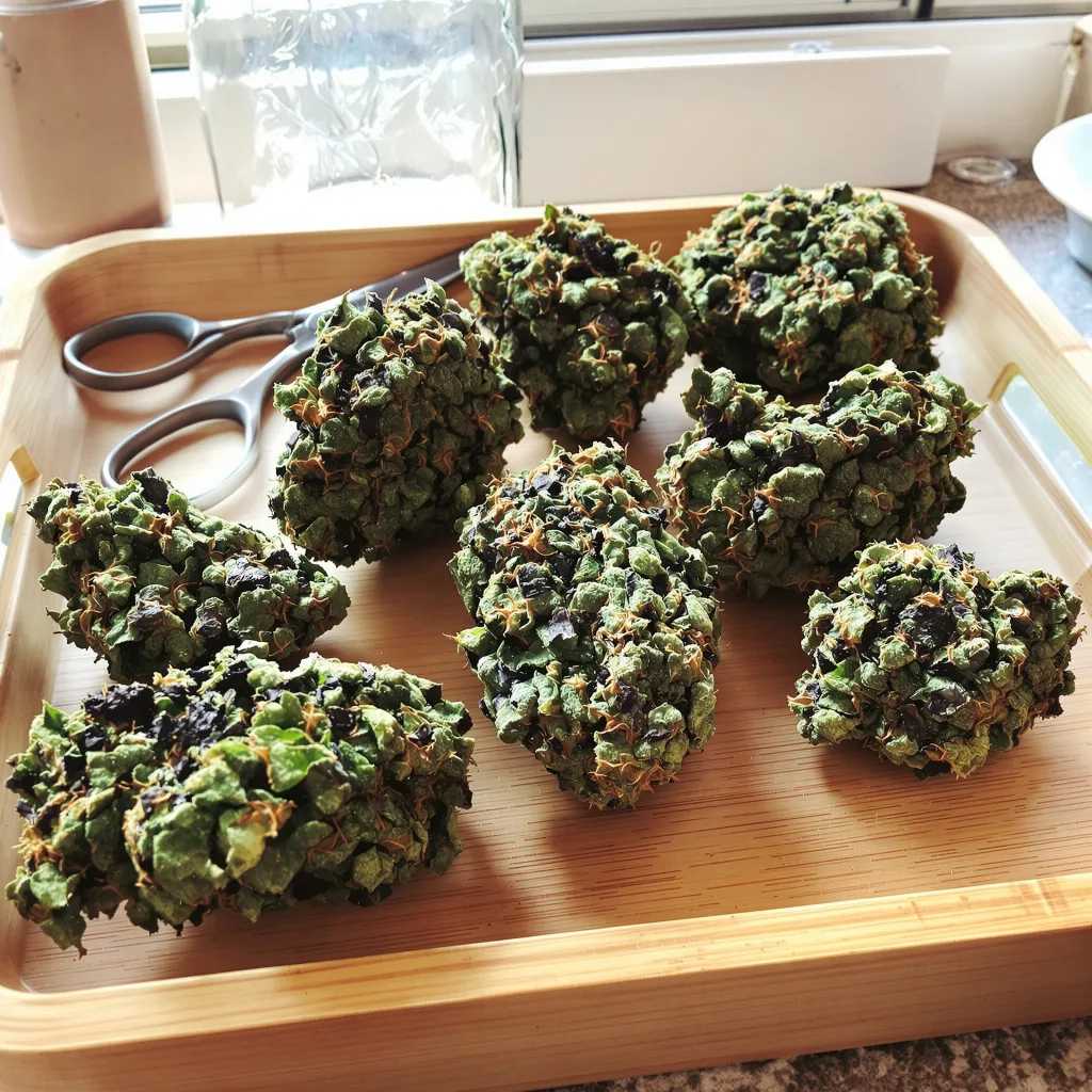 Presidential OG 86% Indica / 14% Sativa — Blüte mit sichtbaren Trichomen