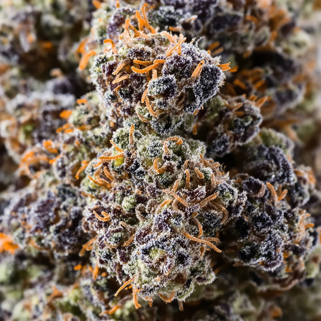 Presidential OG Cannabispflanze in der Blütephase — 90-130 cm feminisiert
