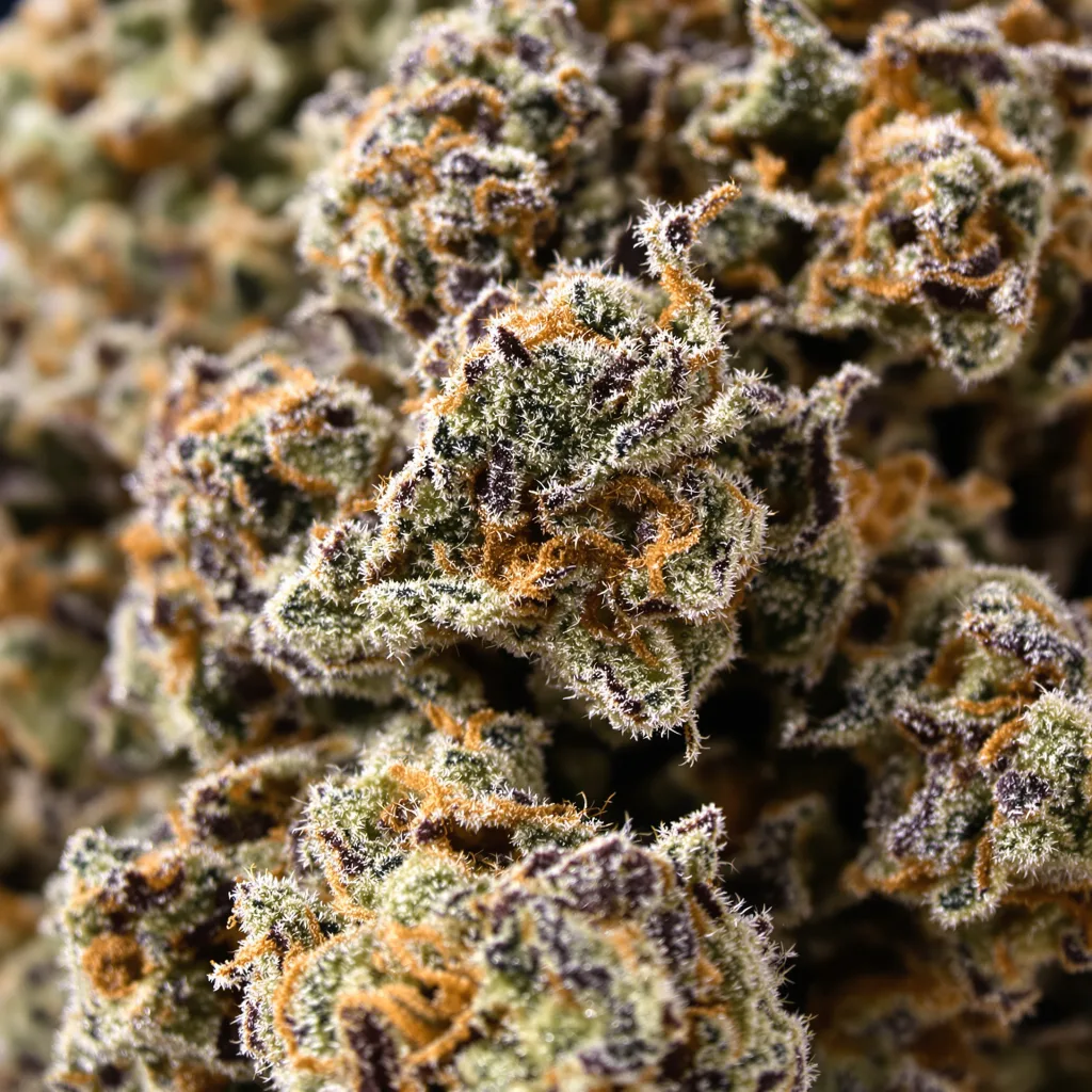 Pure Kush Cannabispflanze in der Blütephase — 60-100 cm automatisch blühend