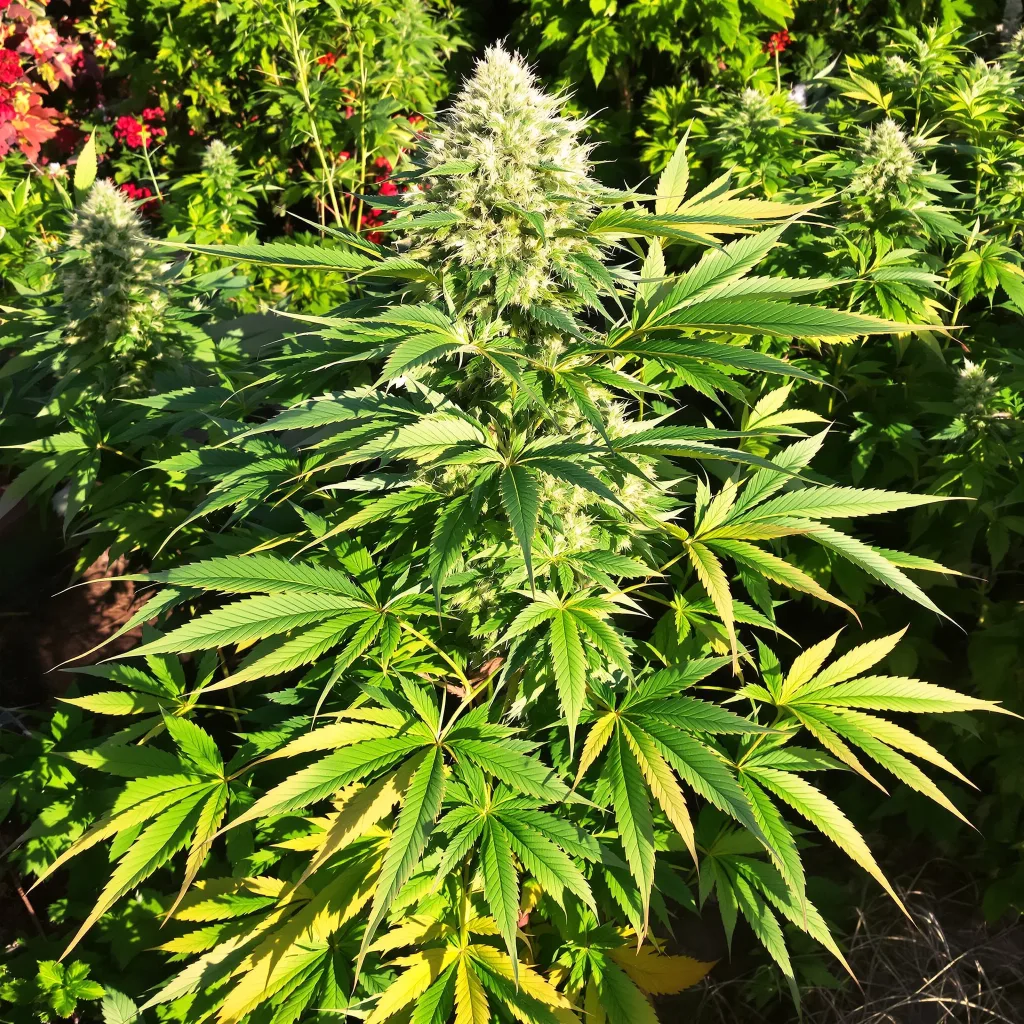 Purple Alien OG 86% Indica / 14% Sativa — Blüte mit sichtbaren Trichomen
