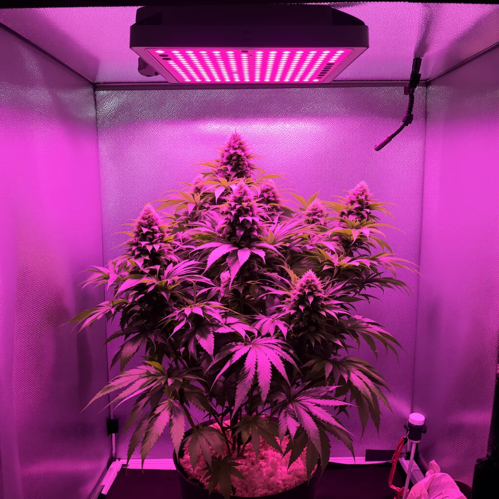 Purple Berry 76% Indica / 24% Sativa — Blüte mit sichtbaren Trichomen