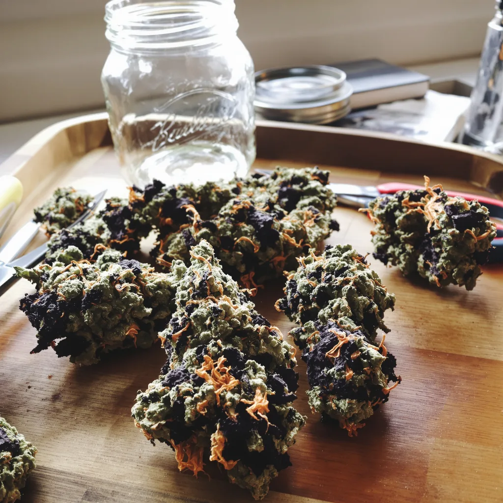 Purple Bubba 80% Indica / 20% Sativa — Blüte mit sichtbaren Trichomen