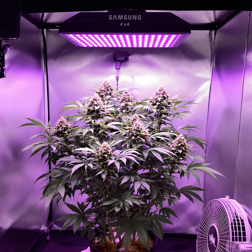 Purple Bubba 80% Indica / 20% Sativa — Blüte mit sichtbaren Trichomen