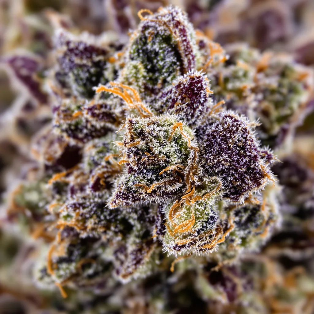 Purple Bubba Cannabispflanze in der Blütephase — 90-130 cm feminisiert