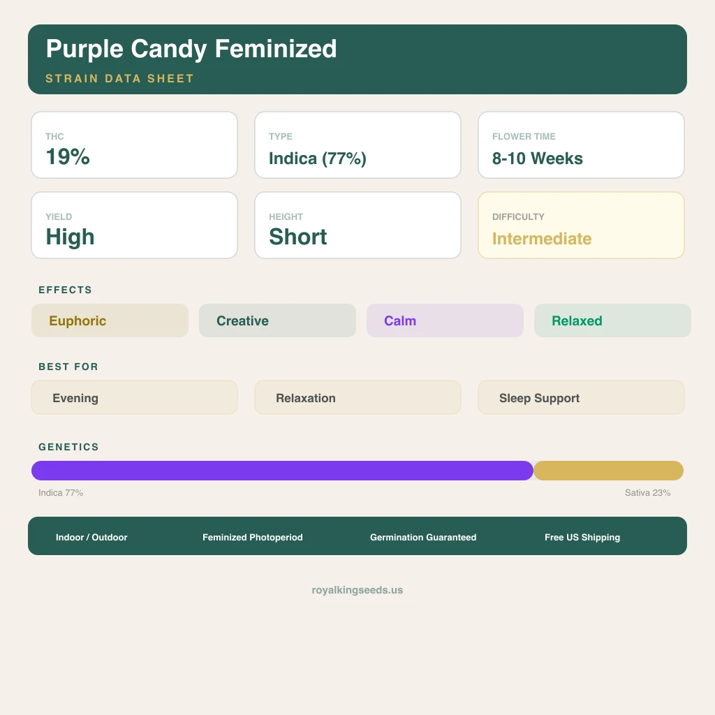Purple Candy 77% Indica / 23% Sativa — Blüte mit sichtbaren Trichomen