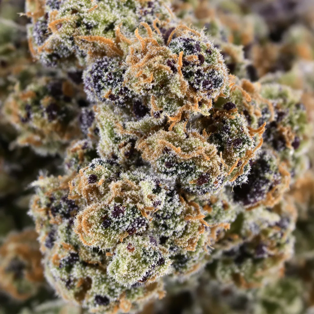 Purple Monkey Balls Cannabispflanze in der Blütephase — 60-100 cm automatisch blühend