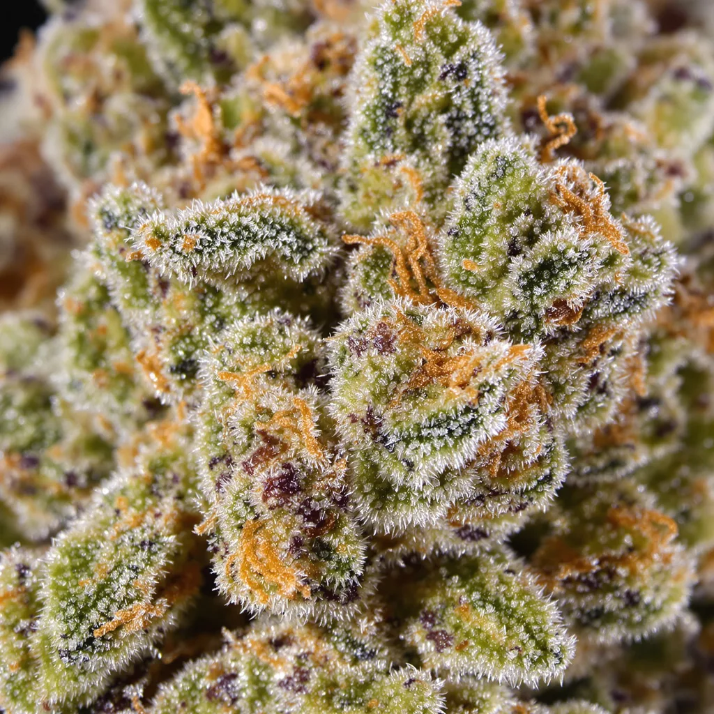 Purple Nepal Candy Cannabispflanze in der Blütephase — 60-100 cm automatisch blühend
