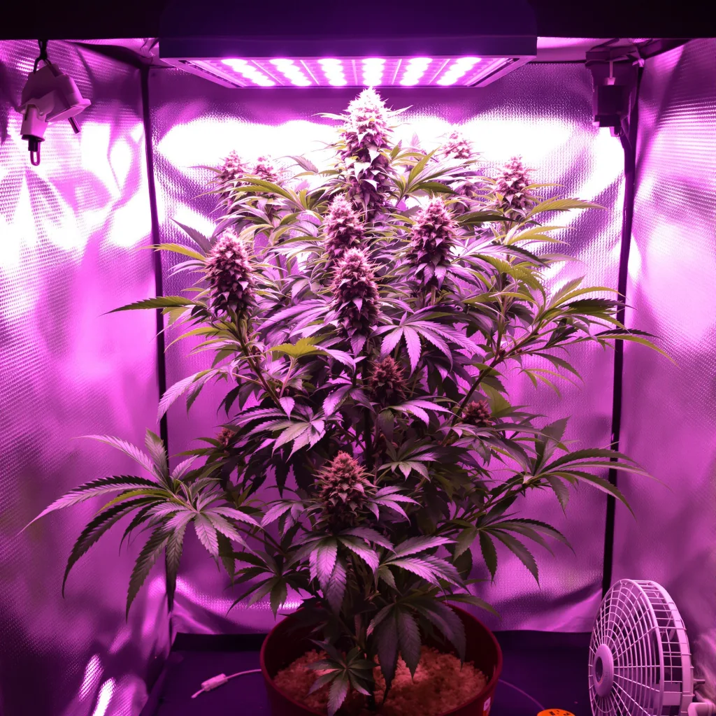 Purple Nepal 68% Indica / 32% Sativa — Blüte mit sichtbaren Trichomen