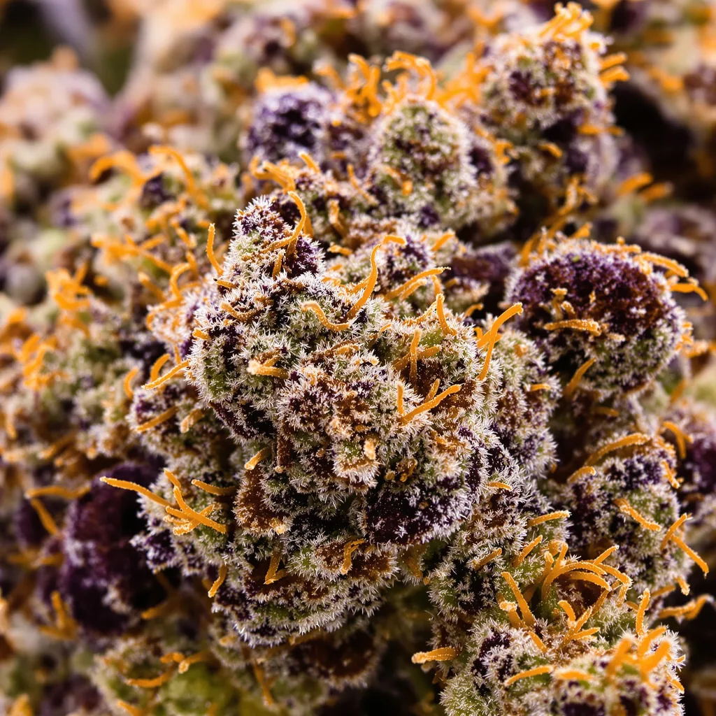 Purple Nepal Cannabispflanze in der Blütephase — 90-130 cm feminisiert