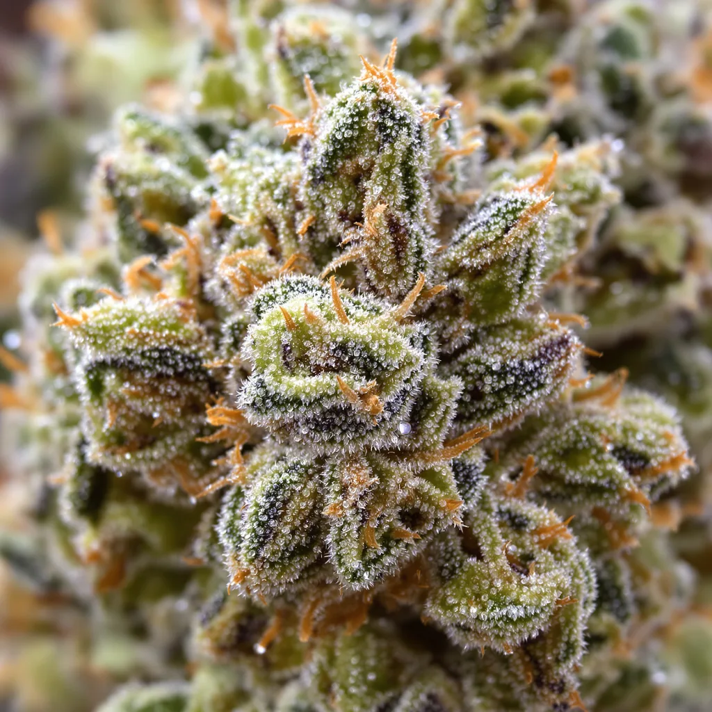 Purple Pantera Cannabispflanze in der Blütephase — 120-180 cm feminisiert