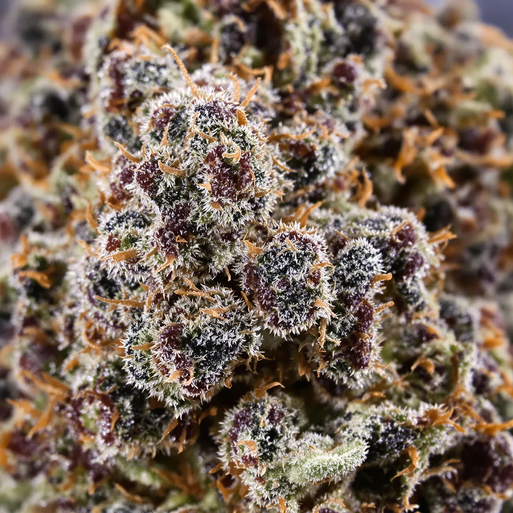Purple People Eater Cannabispflanze in der Blütephase — 90-130 cm feminisiert