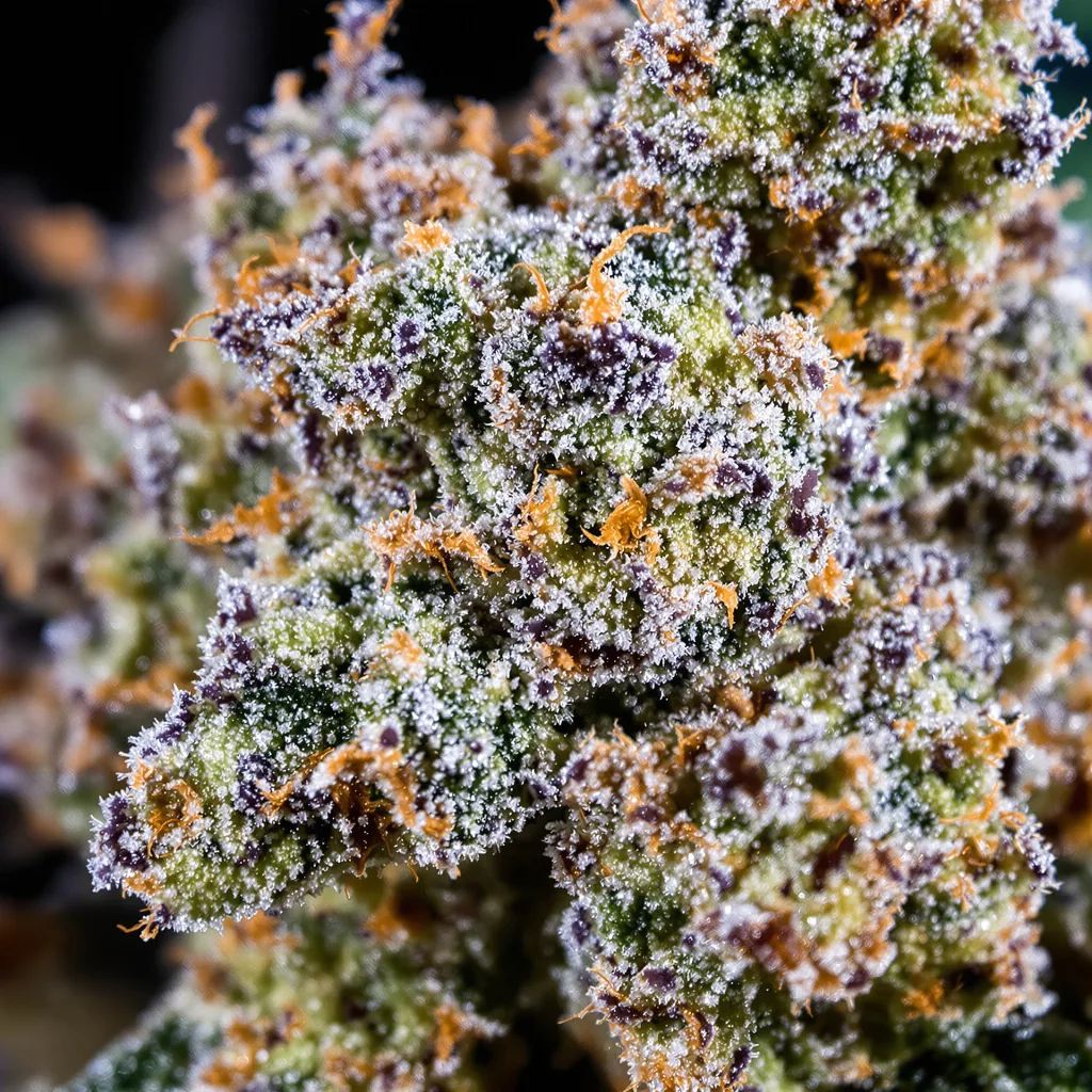 Purple Skunk Cannabispflanze in der Blütephase — 60-100 cm automatisch blühend