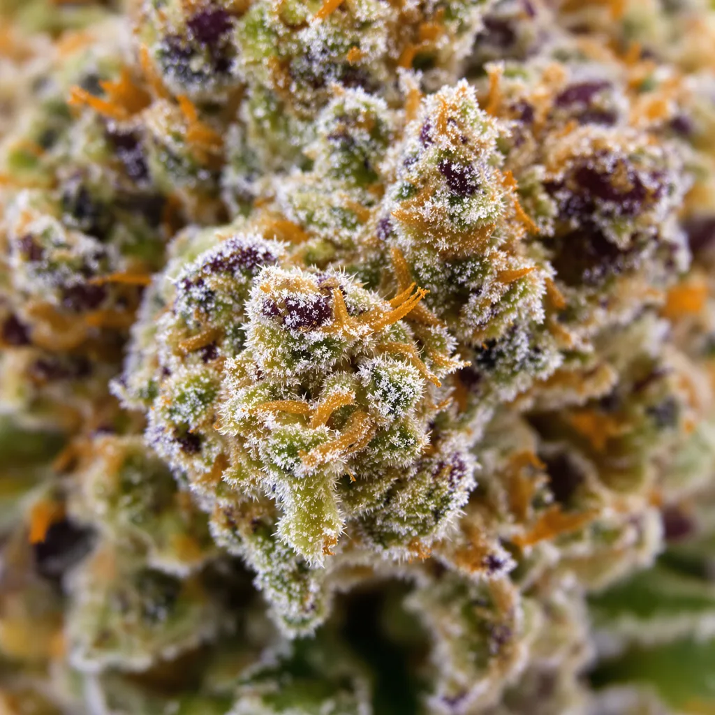 Purple Voodoo Cannabispflanze in der Blütephase — 60-100 cm automatisch blühend