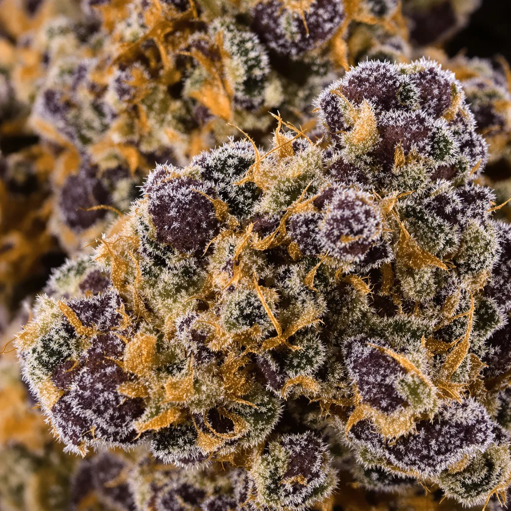 Quin-N-Tonic Cannabispflanze in der Blütephase — 60-100 cm automatisch blühend
