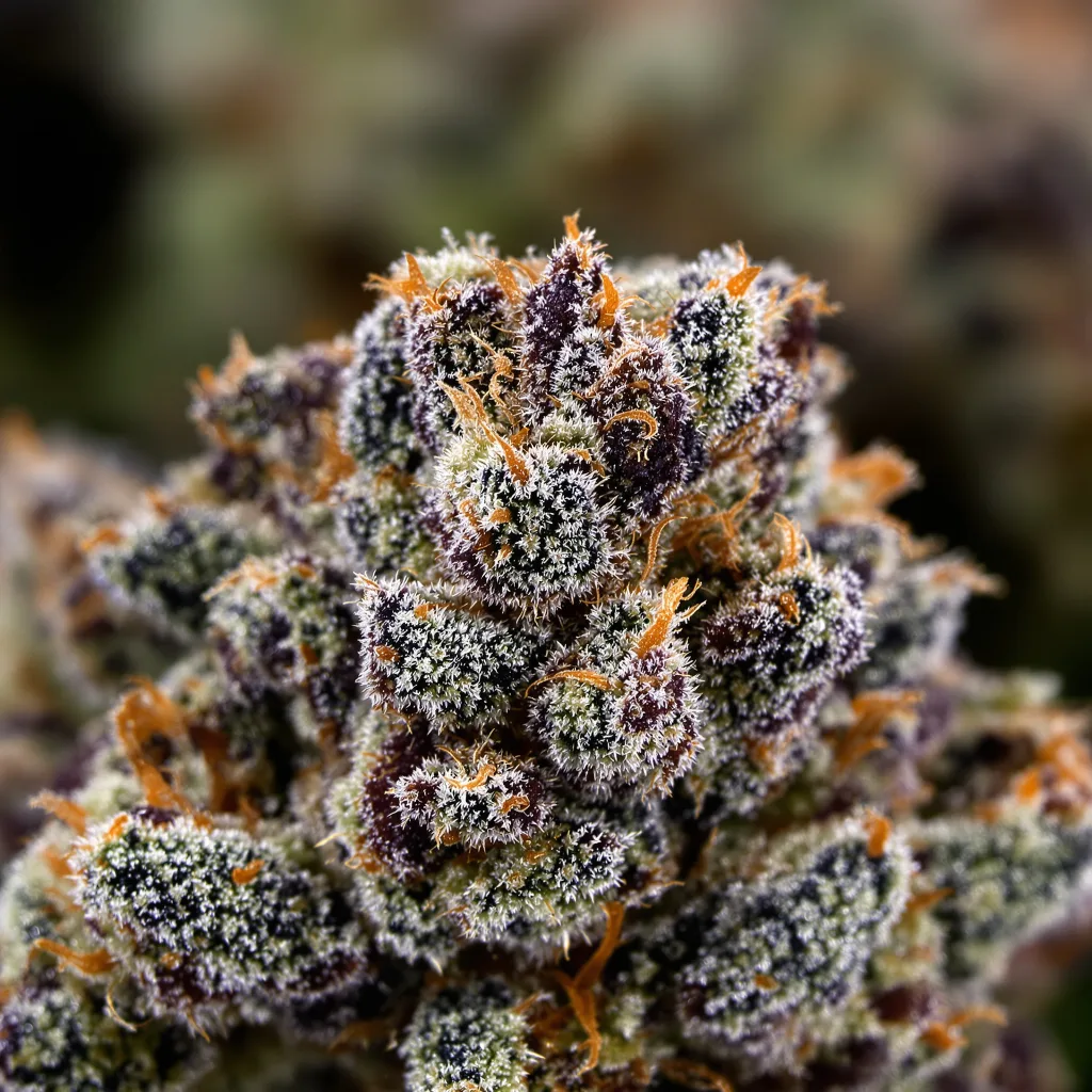 Rare Darkness Cannabispflanze in der Blütephase — 90-130 cm feminisiert
