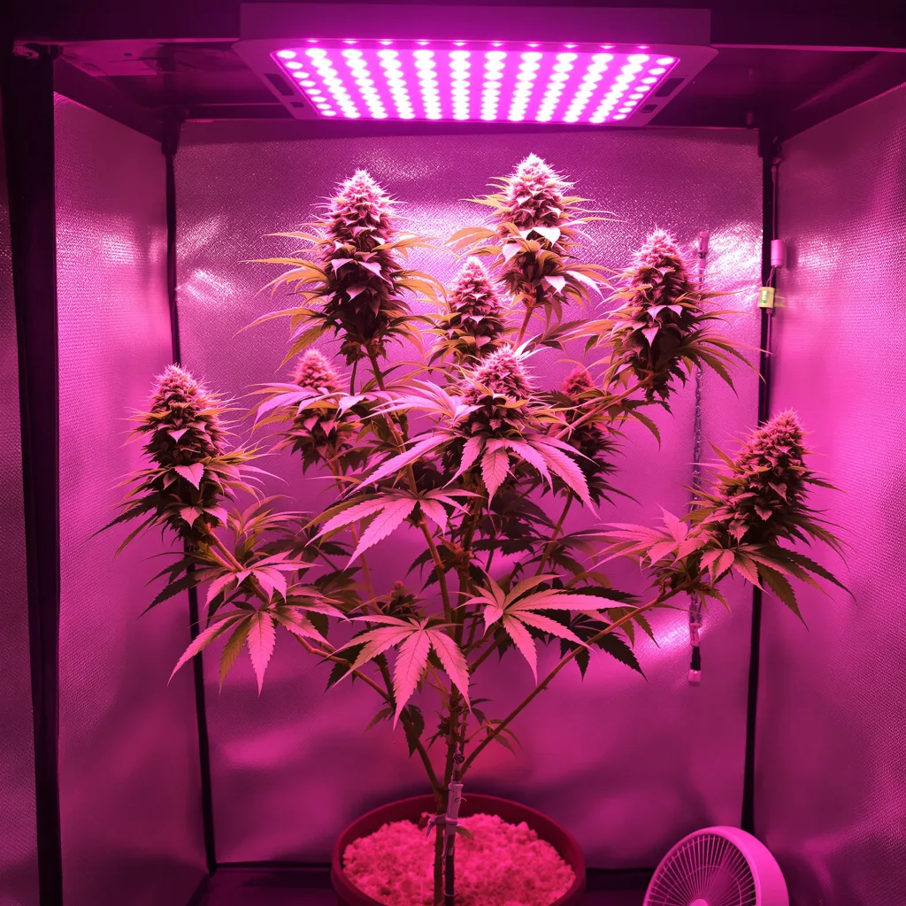 Recon 60% Indica / 40% Sativa — Blüte mit sichtbaren Trichomen