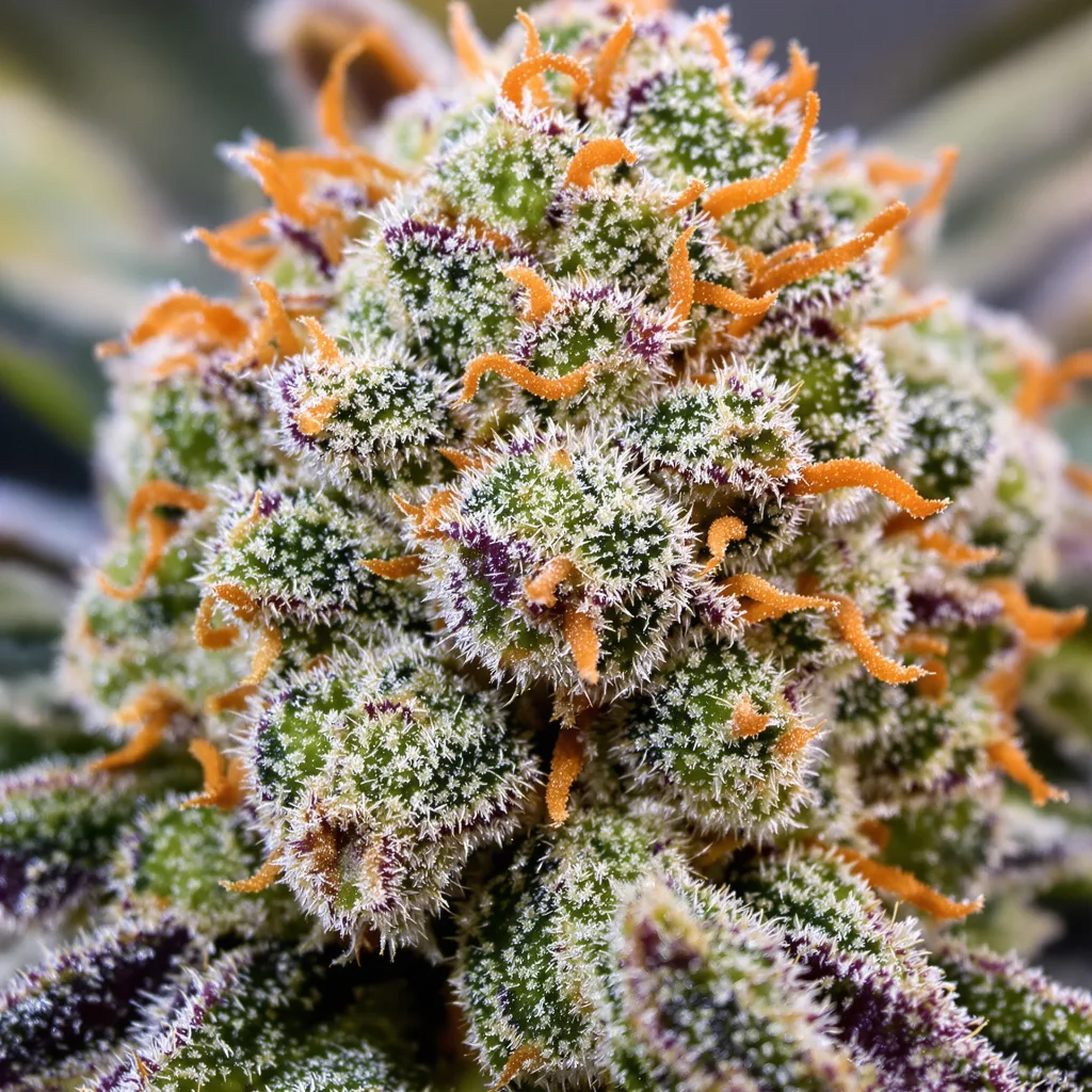Recon Cannabispflanze in der Blütephase — 60-100 cm automatisch blühend