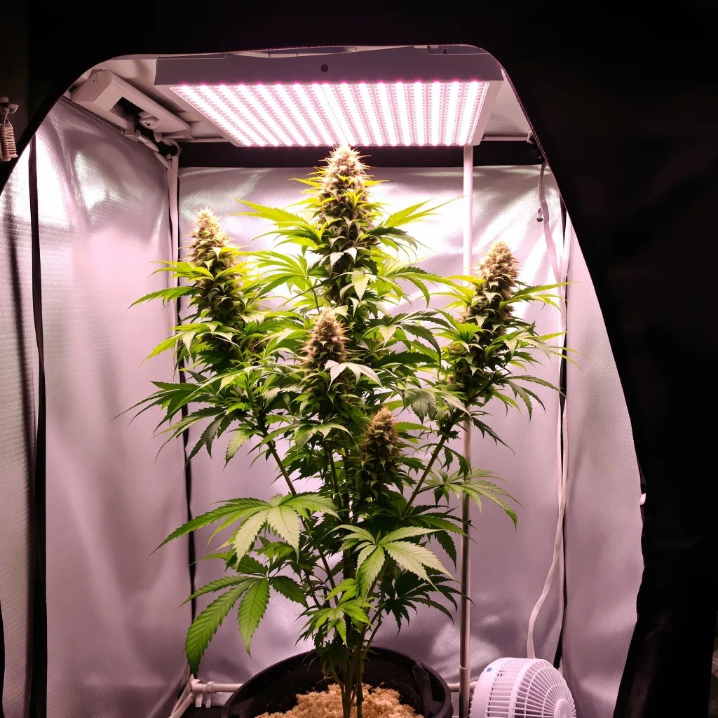 Red Congolese 10% Indica / 90% Sativa — Blüte mit sichtbaren Trichomen