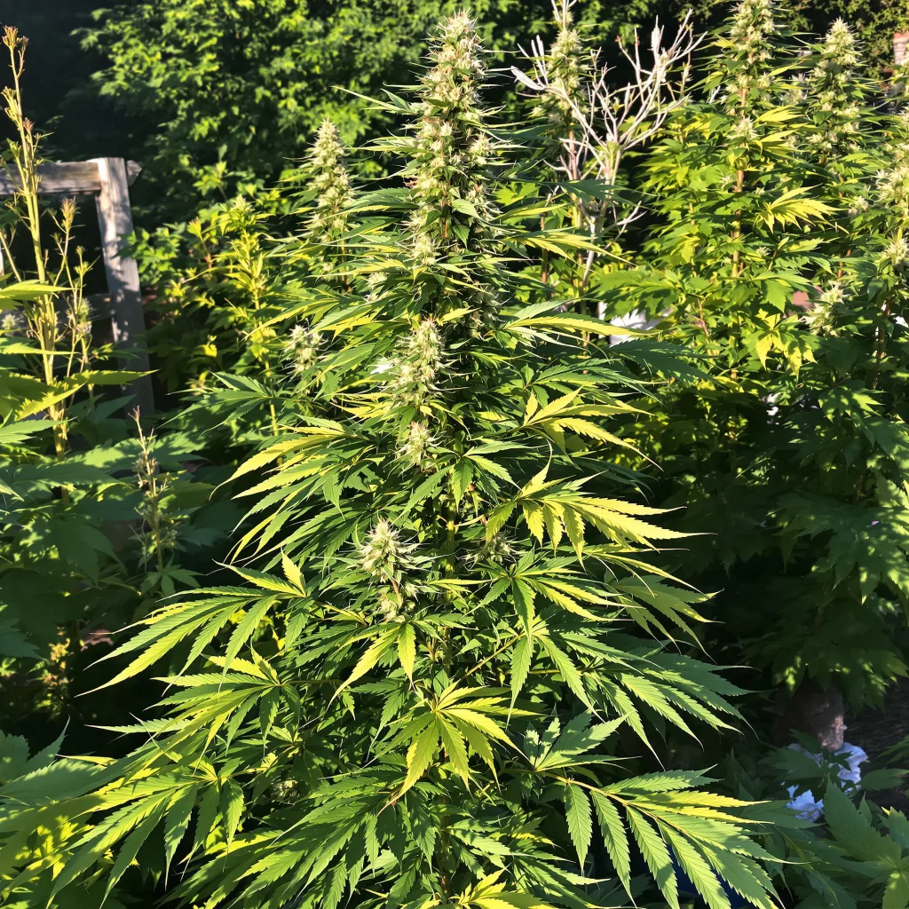 Red Headed Stranger 8% Indica / 92% Sativa — Blüte mit sichtbaren Trichomen
