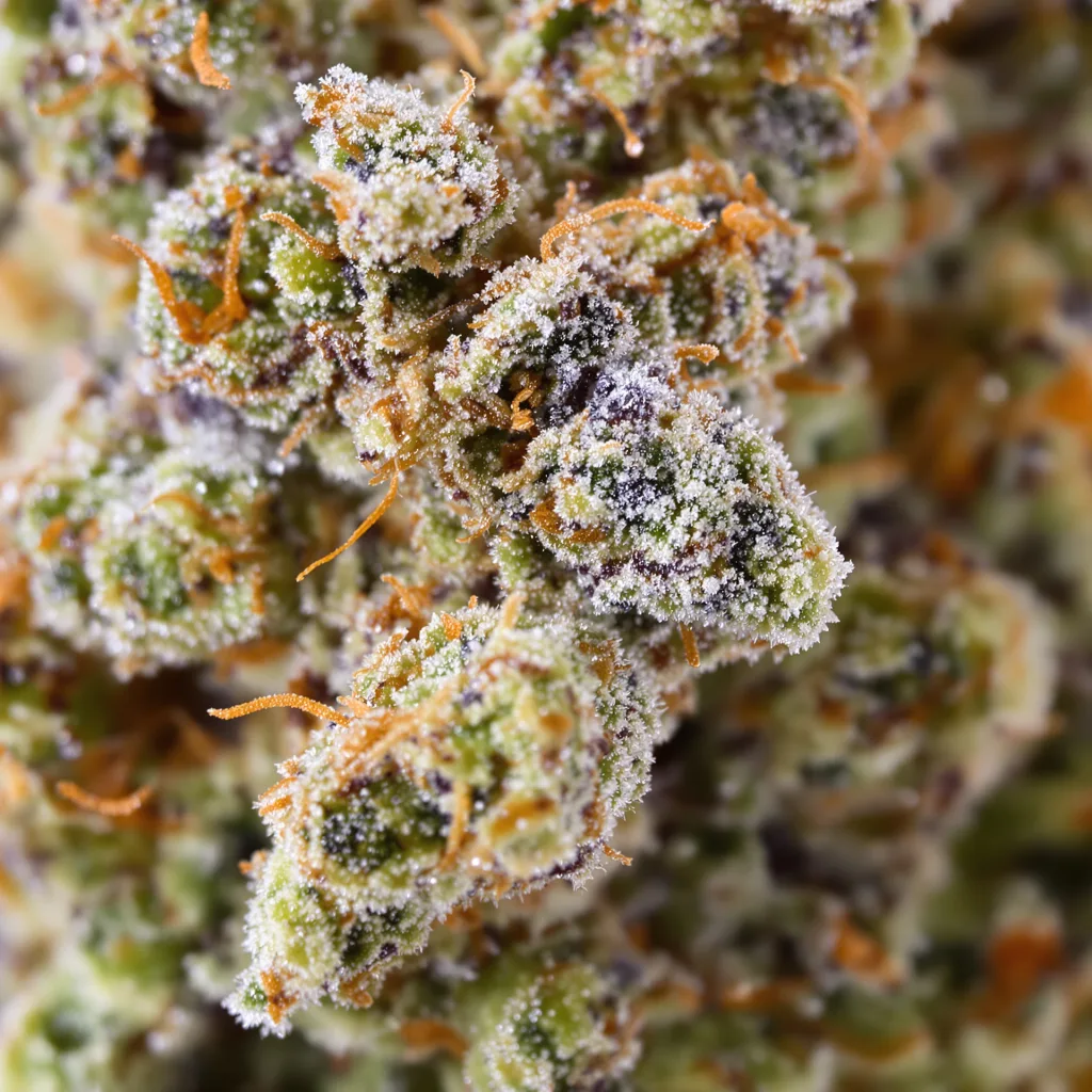 Redwood Kush Cannabispflanze in der Blütephase — 120-180 cm feminisiert