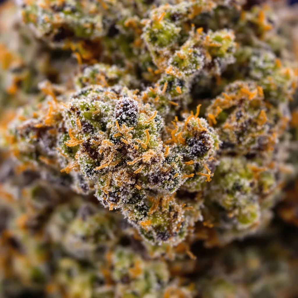 Rockstar Kush Cannabispflanze in der Blütephase — 90-130 cm feminisiert