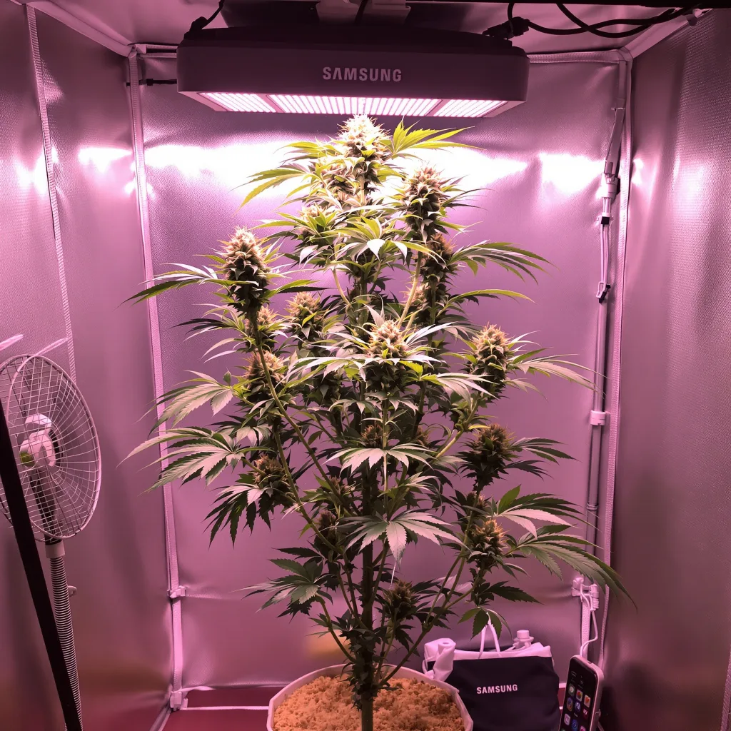 Royal Medic 25% Indica / 75% Sativa — Blüte mit sichtbaren Trichomen
