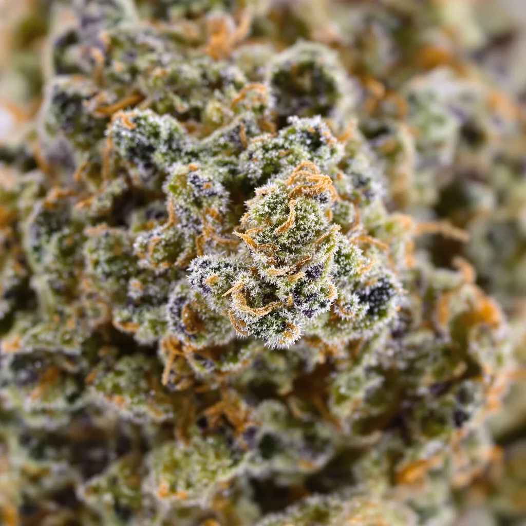 Satellite OG Cannabispflanze in der Blütephase — 120-180 cm feminisiert