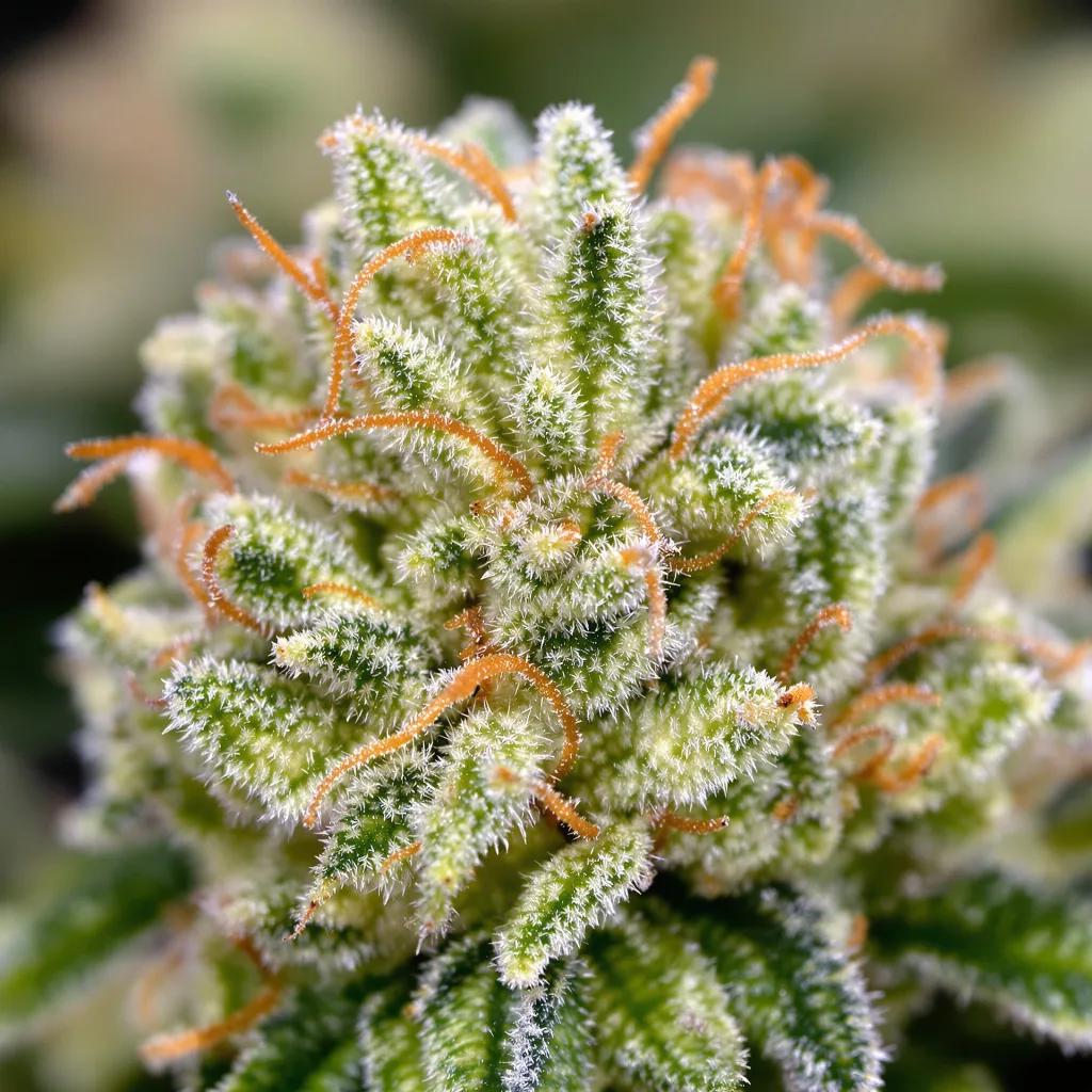 Schrom Cannabispflanze in der Blütephase — 150-200 cm feminisiert
