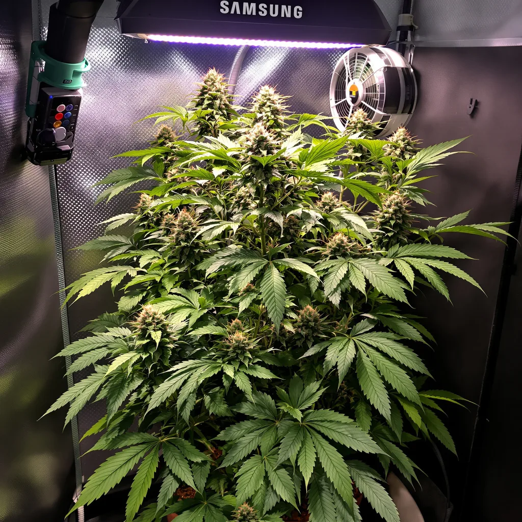 Sensi Star 75% Indica / 25% Sativa — Blüte mit sichtbaren Trichomen