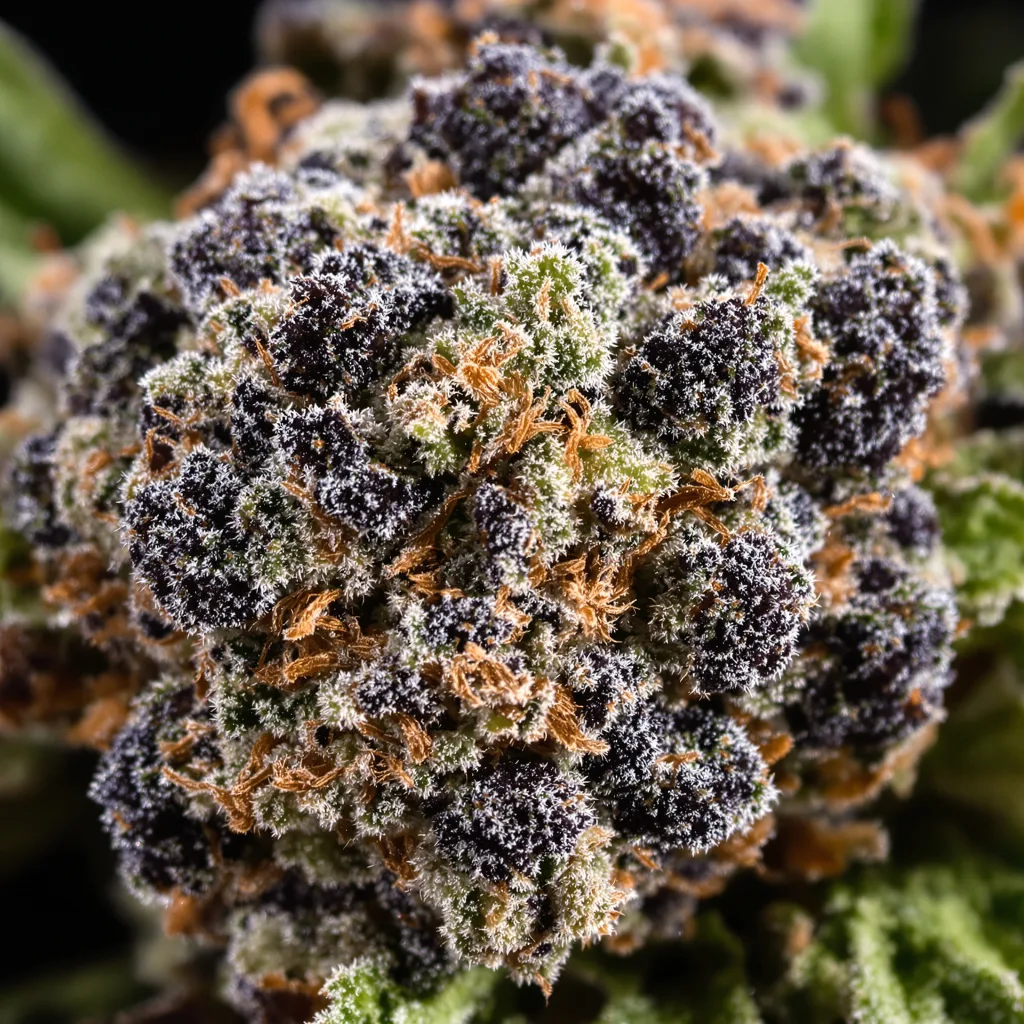 Shiva Skunk Cannabispflanze in der Blütephase — 90-130 cm feminisiert