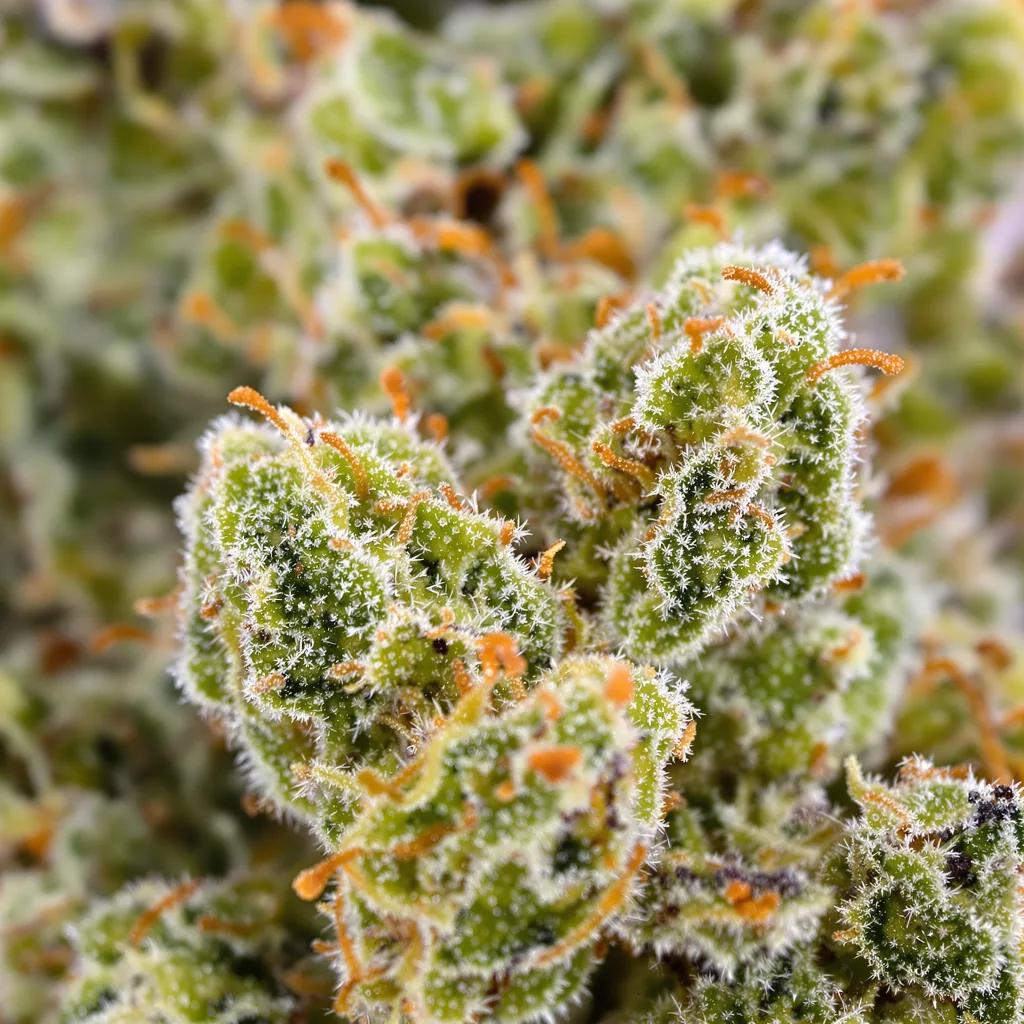 Silver Haze Cannabispflanze in der Blütephase — 150-200 cm feminisiert