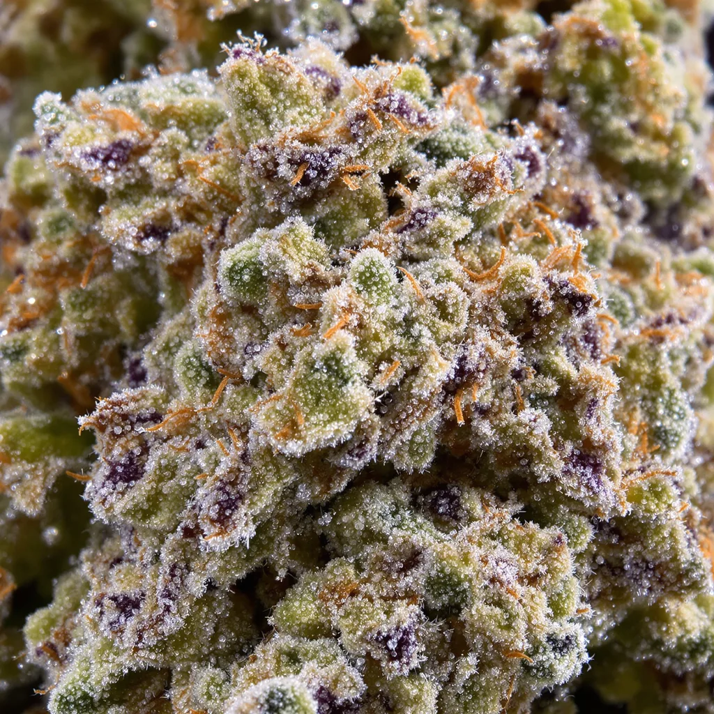 Silverfalls Kush Cannabispflanze in der Blütephase — 60-100 cm automatisch blühend