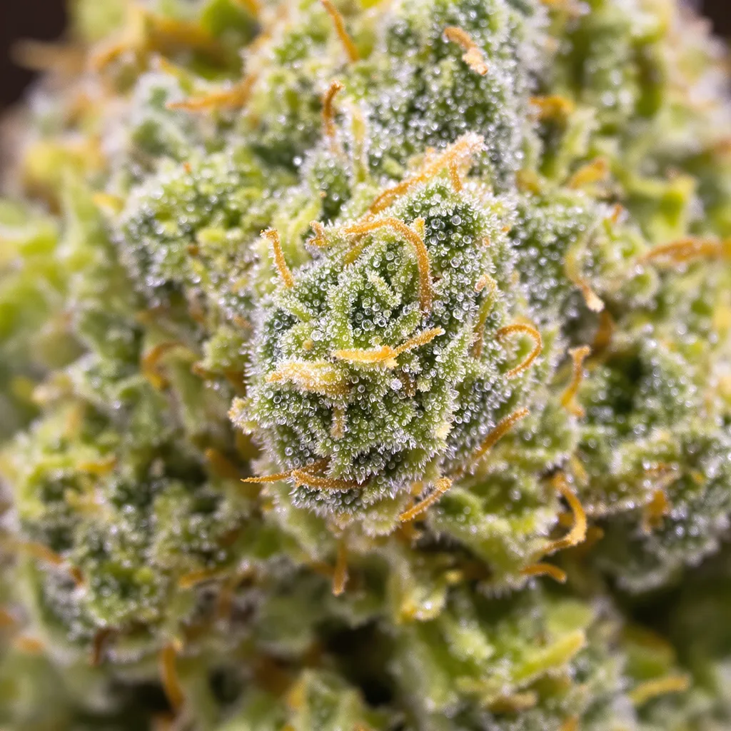 Skunky Jack Cannabispflanze in der Blütephase — 150-200 cm feminisiert