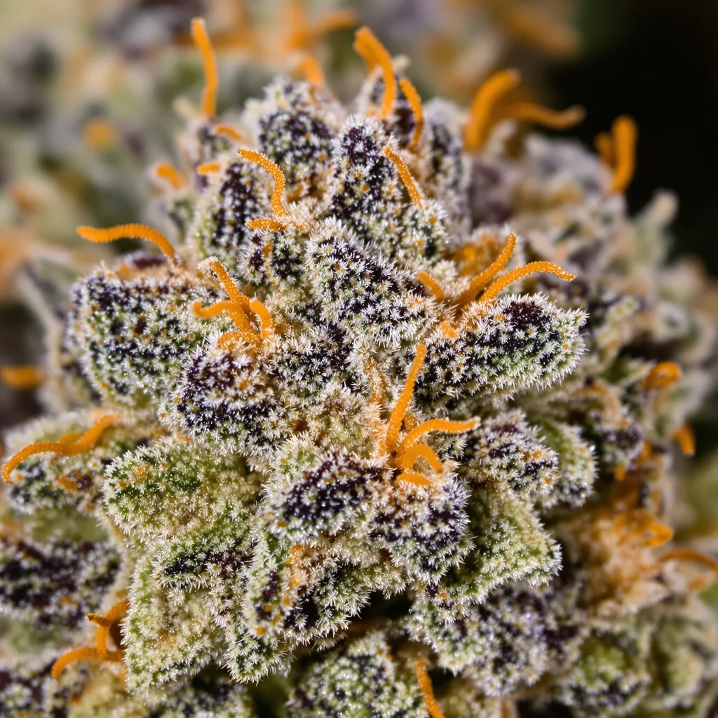Snoop Dogg OG Cannabispflanze in der Blütephase — 90-130 cm feminisiert
