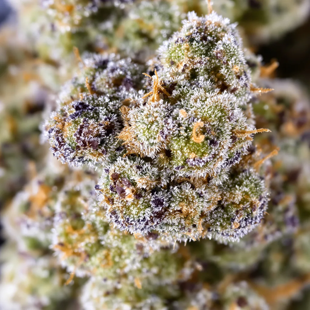 Snow Leopard Cannabispflanze in der Blütephase — 60-100 cm automatisch blühend