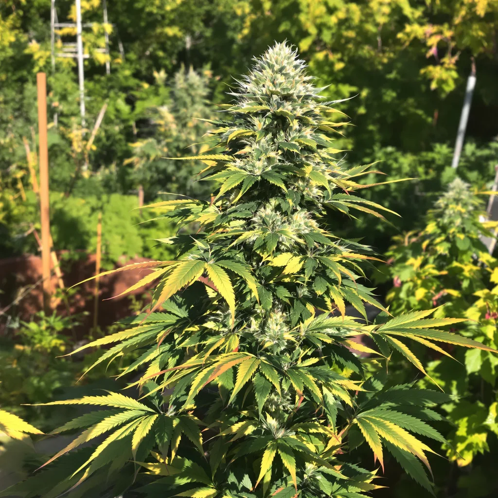 Snow Leopard 44% Indica / 56% Sativa — Blüte mit sichtbaren Trichomen