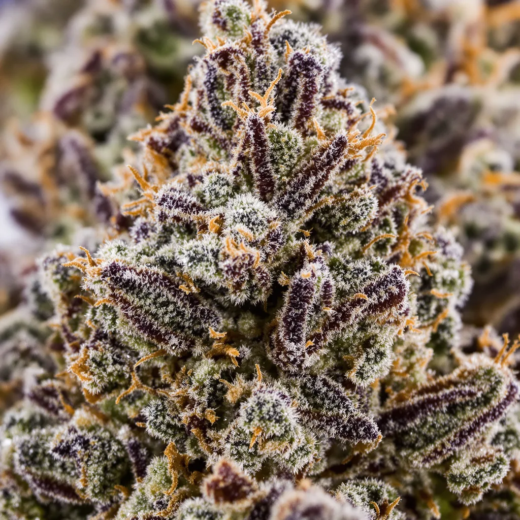 Snow Monster Cannabispflanze in der Blütephase — 90-130 cm feminisiert