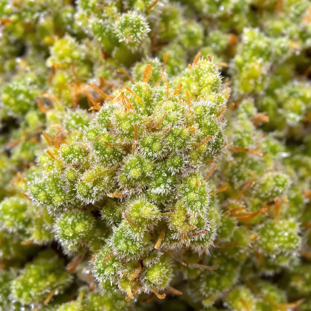 Sour Amnesia Cannabispflanze in der Blütephase — 60-100 cm automatisch blühend