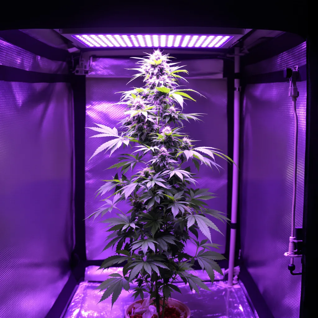 Sour Cookies 8% Indica / 92% Sativa — Blüte mit sichtbaren Trichomen