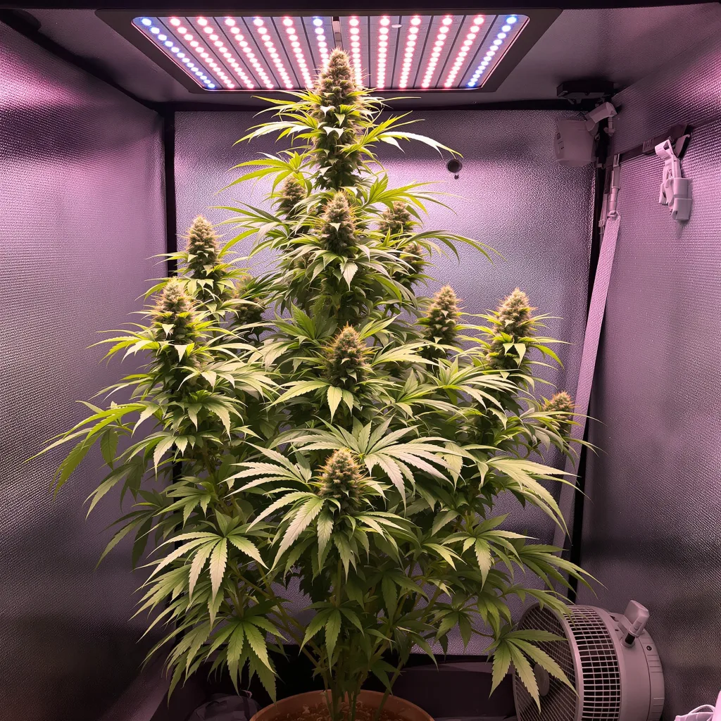 Sour Diesel 11% Indica / 89% Sativa — Blüte mit sichtbaren Trichomen