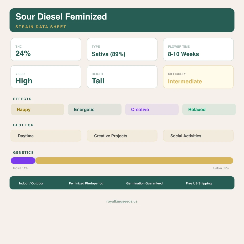 Sour Diesel 11% Indica / 89% Sativa — Blüte mit sichtbaren Trichomen