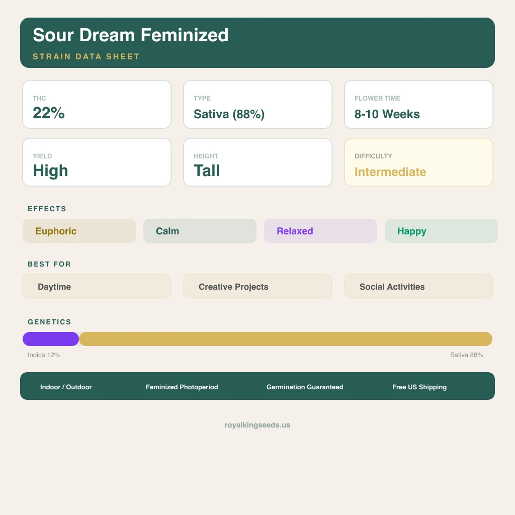 Sour Dream 12% Indica / 88% Sativa — Blüte mit sichtbaren Trichomen
