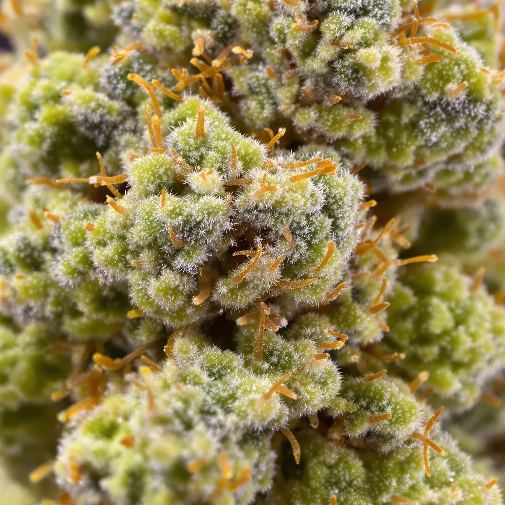 Sour Dream Cannabispflanze in der Blütephase — 150-200 cm feminisiert