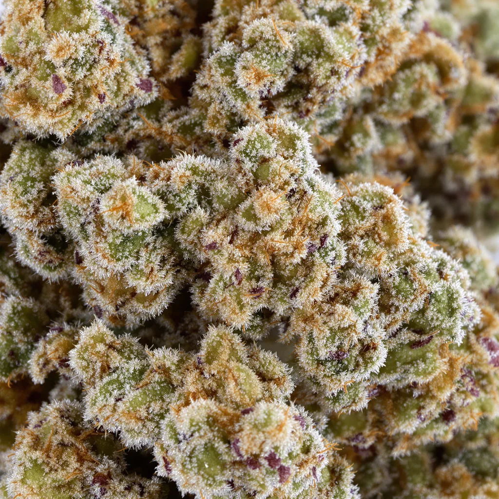 Sour Girl Cannabispflanze in der Blütephase — 120-180 cm feminisiert