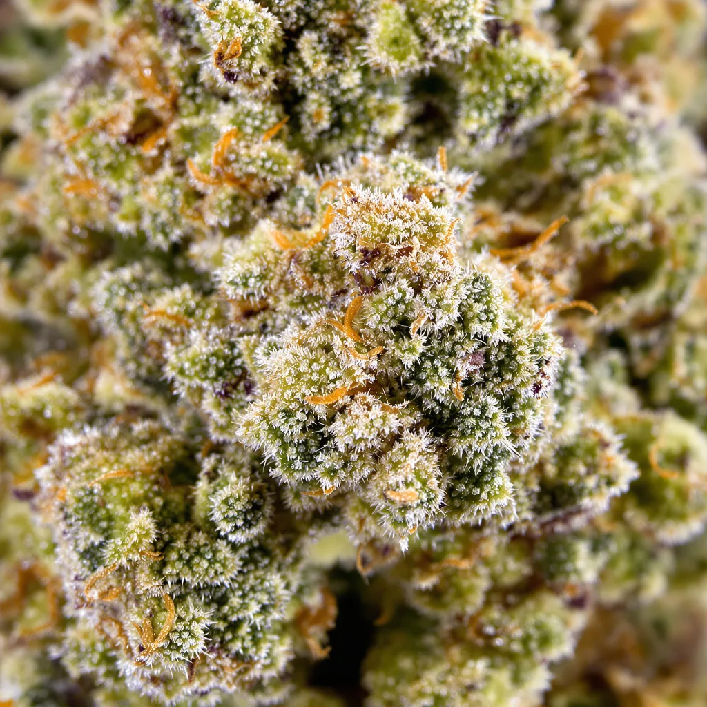 Space Queen Cannabispflanze in der Blütephase — 120-180 cm feminisiert