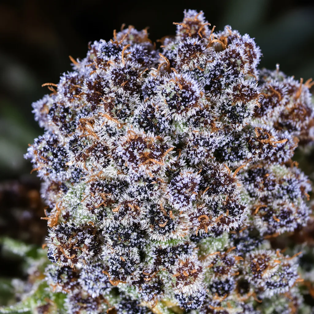 Special Kush #1 Cannabispflanze in der Blütephase — 60-100 cm automatisch blühend