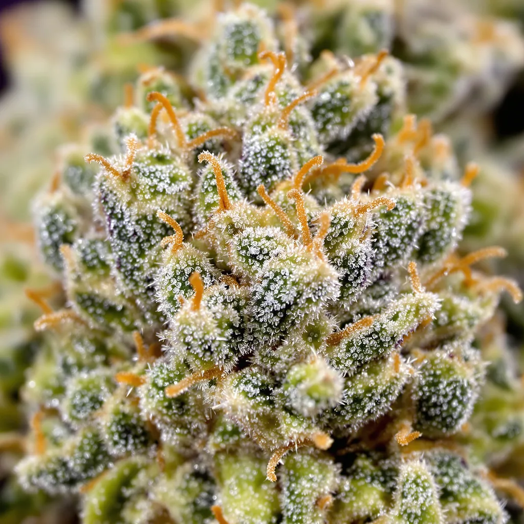 Strawberry Fields Cannabispflanze in der Blütephase — 120-180 cm feminisiert
